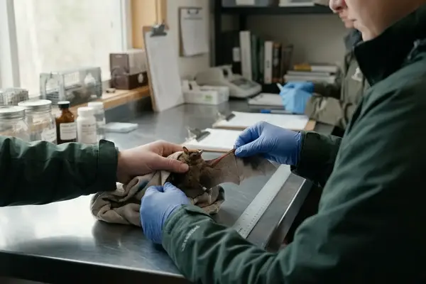 Why Bats Matter to Ecosystems