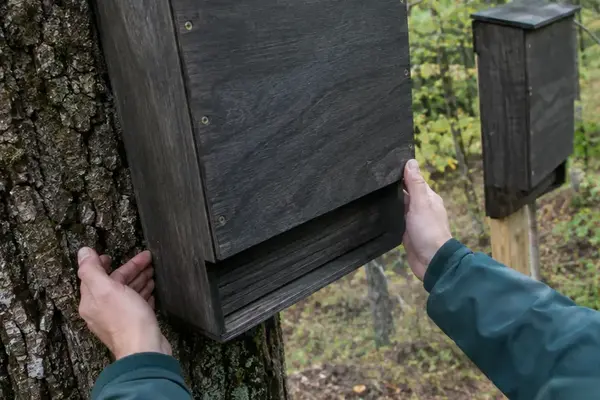 Tree-Mounted Bat Houses Consistently Underperform Compared to Pole Installations